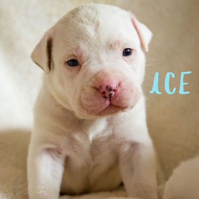 Ace