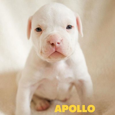 Apolo