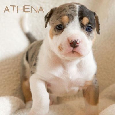 Athena