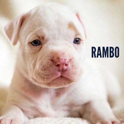 Rambo
