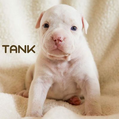 Tank
